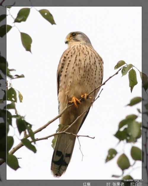 [组图]尼泊尔鸟类奇旺国家公园