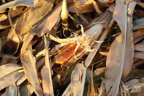 人鸟争食：白头鹤跟农民打游击战，凿食玉米