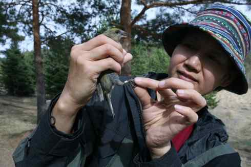 交嘴雀的美丽人生