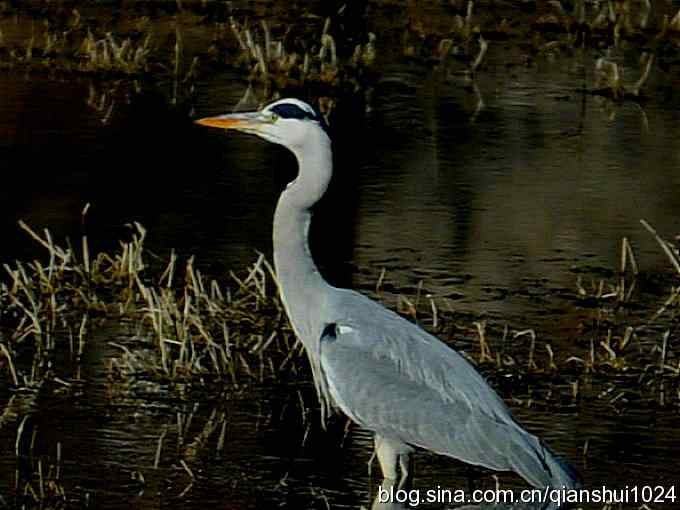 苍鹭抓鱼记(十渡)