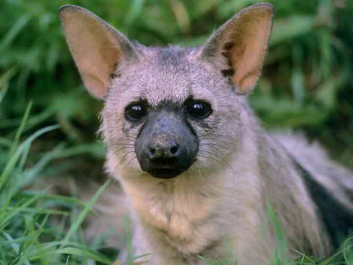 盘点十二大著名食蚁动物:土狼