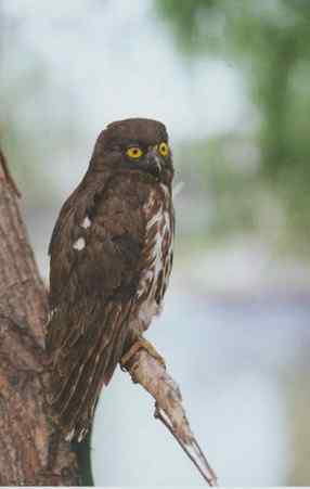 猫头鹰之鹰鸮 Brown Hawk Owl