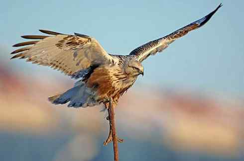 黄昏中的毛脚狂