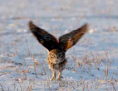 纵纹腹小鸮 VS 猛鸮 纵纹腹小鸮 VS 猛鸮