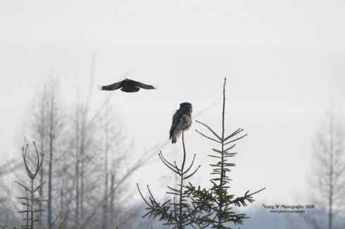 [组图]乌鸦驱赶乌林鸮
