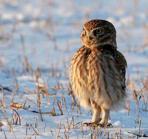 纵纹腹小鸮 VS 猛鸮
