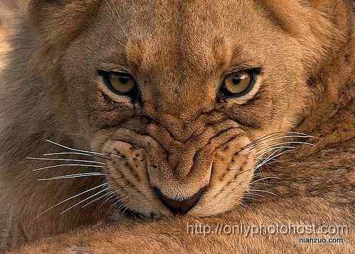 [组图]欣赏动物的眼睛