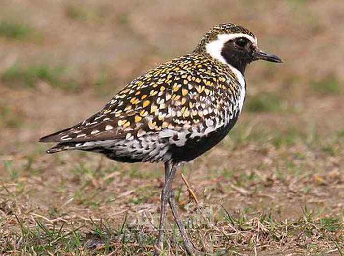 世界著名鸟类——水鸟