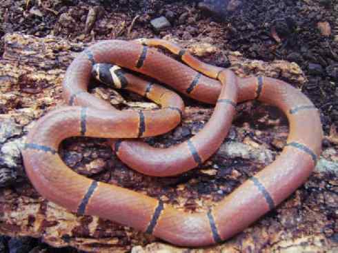 龙：传说的兽原型探秘（环蛇类）