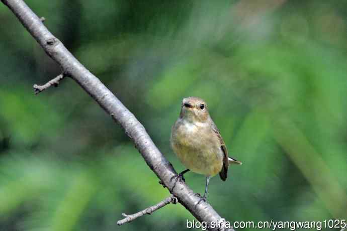 秋天的红喉姬鹟（8）