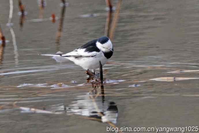 白鹡鸰(2) 白鹡鸰(2)