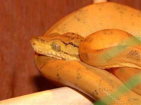 龙：传说的兽原型探秘（树蚺类）