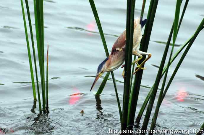 黄苇鳽捕鱼片段节选