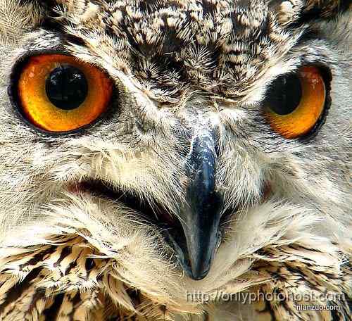 [组图]欣赏动物的眼睛