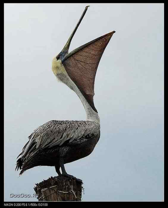 动物世界图片(下) 动物世界图片(下)