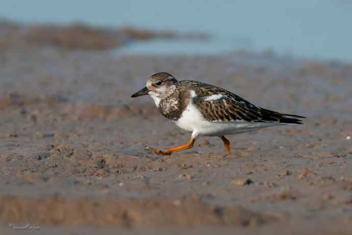 野鸭湖的秋天.翻石鹬 野鸭湖的秋天.翻石鹬
