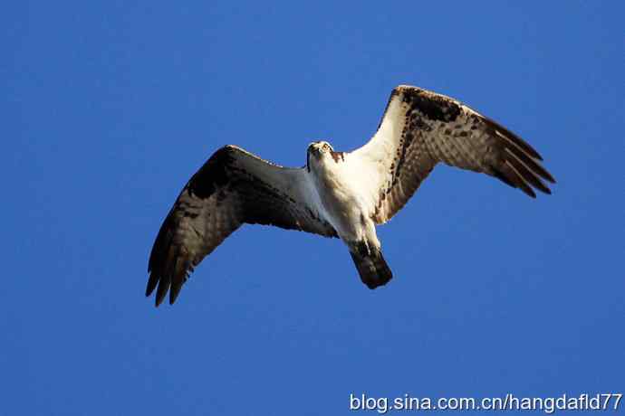 美国鸟类摄影——鱼雕