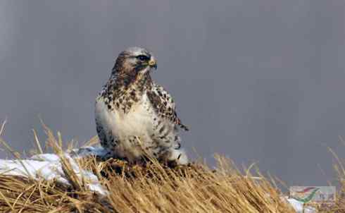 鵟的百变羽色——深灰型