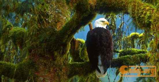 [组图]沃尔夫(Wolfe)动物摄影艺术精选