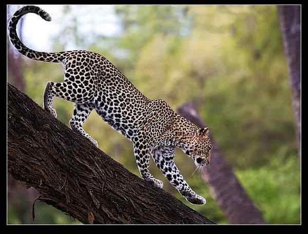 动物世界图片(上)