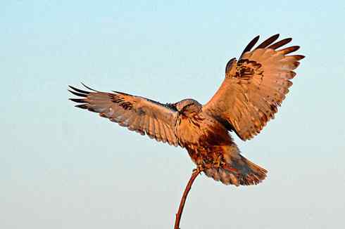 黄昏中的毛脚狂