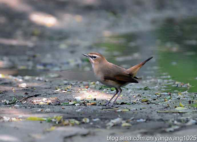 北京天坛公园的鸟类——红喉歌鸲
