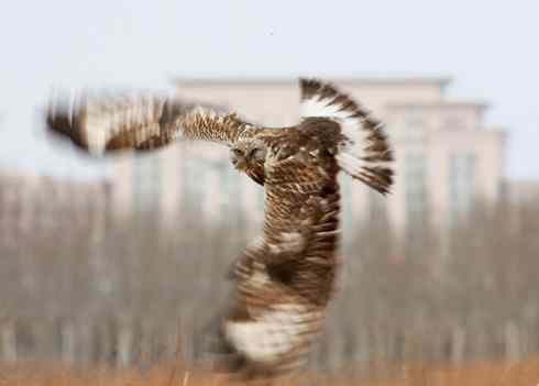 [组图]毛脚鵟飞翔的英姿