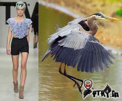 时装模特 VS 鸟儿模特