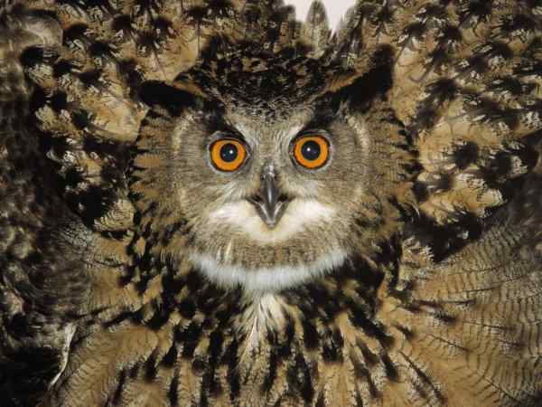 好看的动物图片(3)