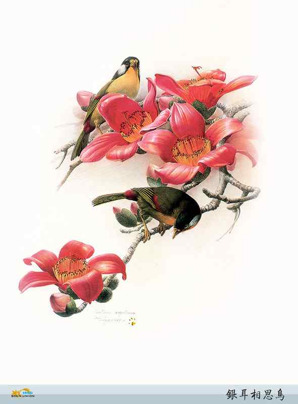 鸟类绘画