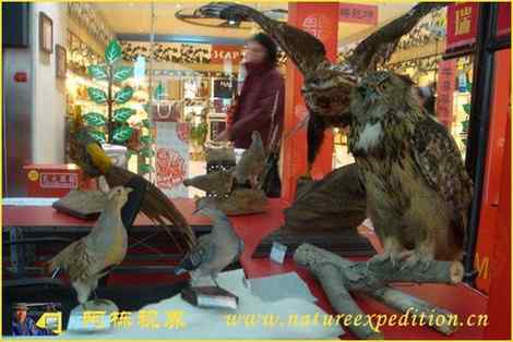 雕鸮的食性 雕鸮的食性