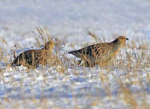 林甸的冬天——冰天雪地的鸟儿