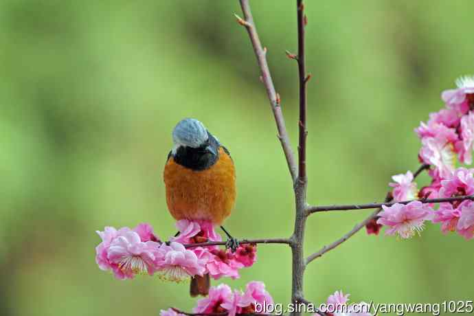 雄性北红尾鸲（27）