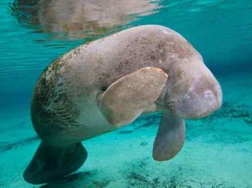 美人鱼：传说的兽原型探秘（海牛）