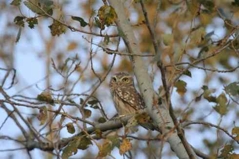纵纹腹小鸮 VS 猛鸮 纵纹腹小鸮 VS 猛鸮