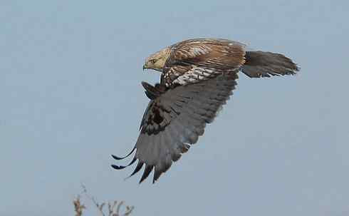 遨游天空 毛脚狂奔放飞翔