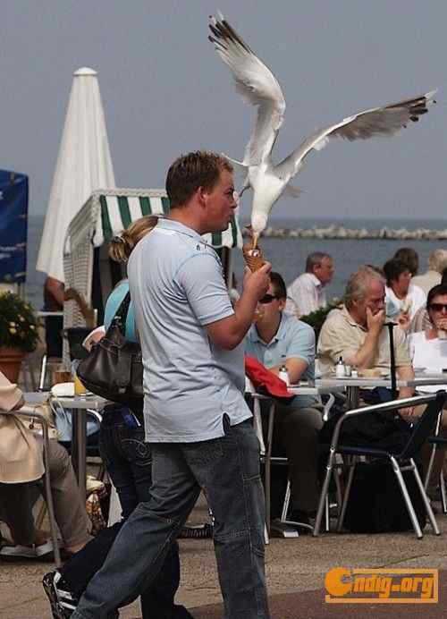[组图]海鸥爱吃冰淇淋
