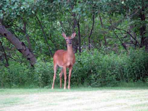 白尾红鹿 白尾红鹿