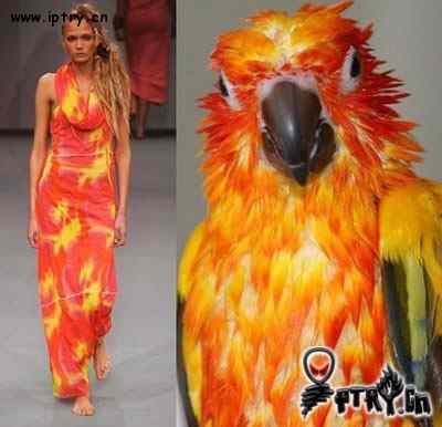 时装模特 VS 鸟儿模特