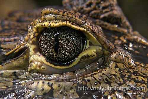 [组图]欣赏动物的眼睛