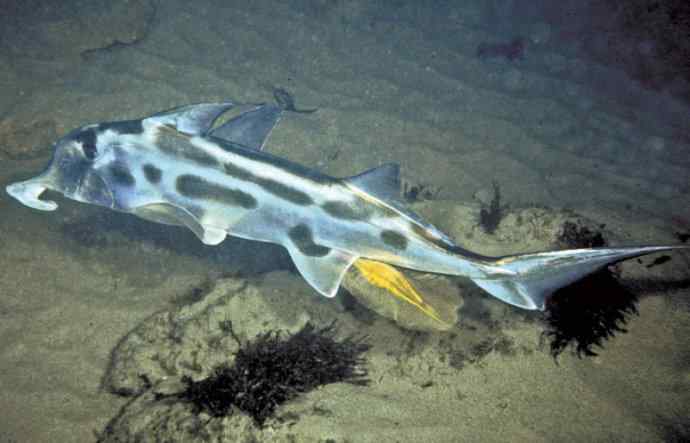 鱼类活化石：叶吻银鲛