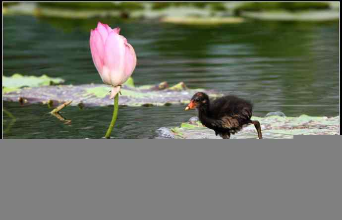青年黄苇鳽和青年黑水鸡