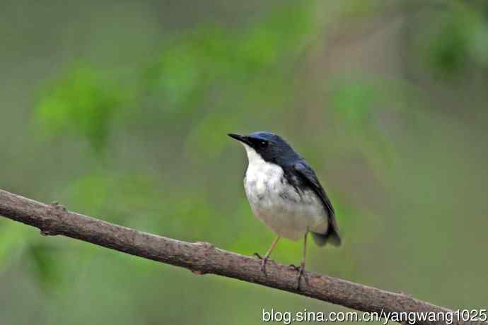 雄性蓝歌鸲（15）