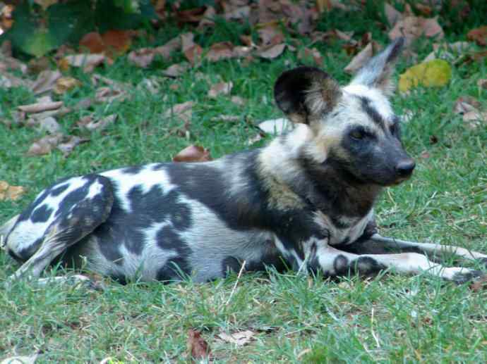 犬科：薮犬亚科非洲野犬属之非洲野犬
