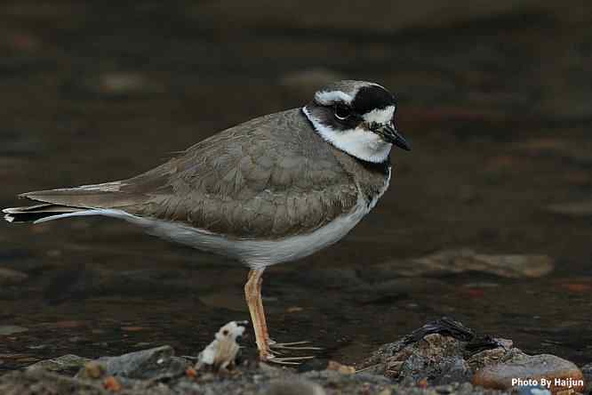 白河湾邂逅长嘴剑鸻