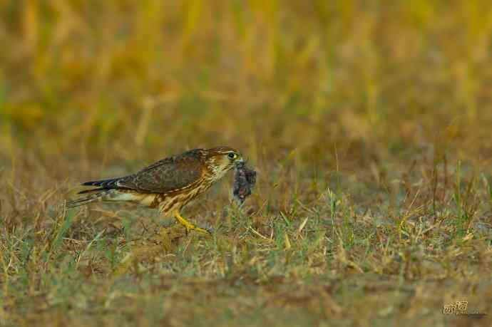 【野鸭湖的鸟】灰背隼 【野鸭湖的鸟】灰背隼