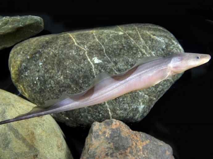 鱼类活化石：裸臀鱼