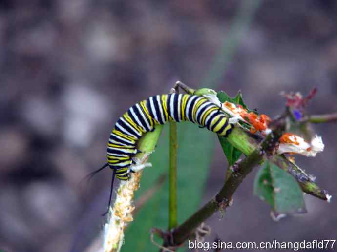彩蝶幼虫