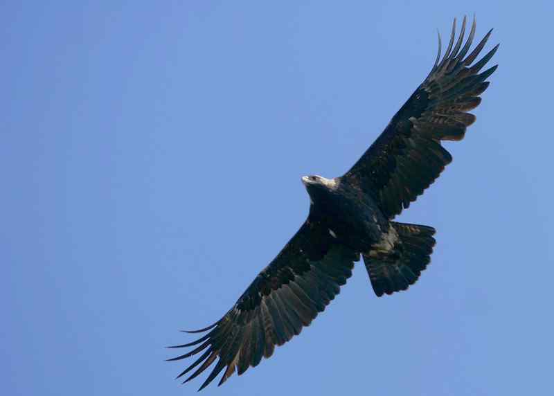 国家一级保护动物——白肩雕