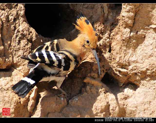 戴胜鸟图集欣赏